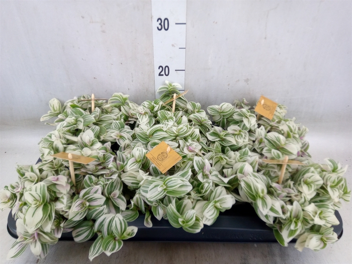 <h4>Tradescantia  'Brightness'</h4>