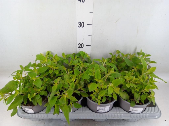 <h4>Tuinkruiden ...</h4>