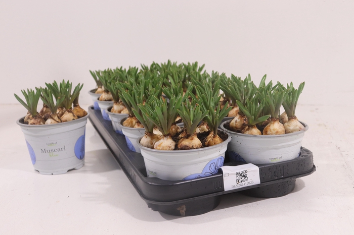 <h4>MUSCAR ARMENIACUM</h4>