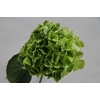 Hydrangea mag emerald classic