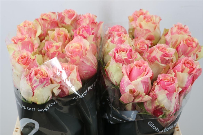 <h4>R Gr Fiesta</h4>