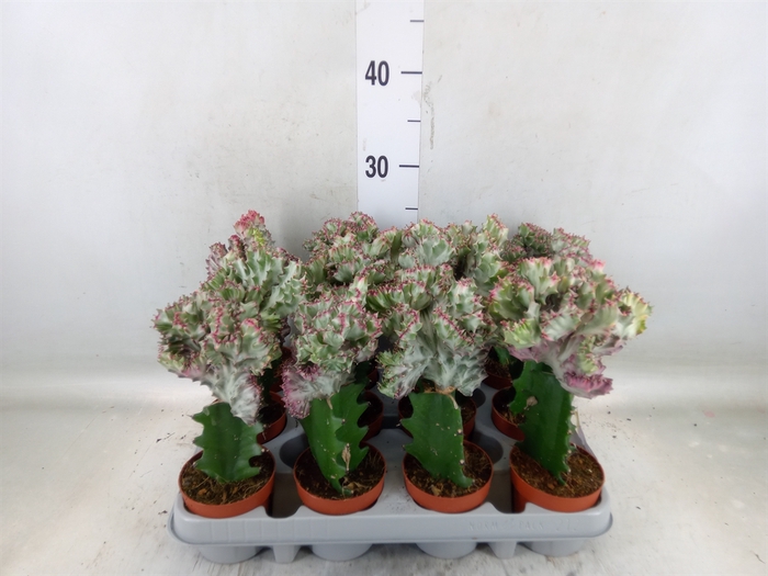 <h4>Euphorbia lactea</h4>