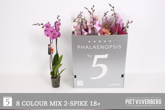 <h4>PHAL GEM 8 KL</h4>