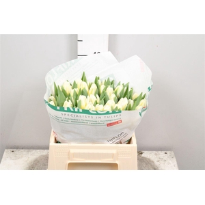 Tu En Antarctic Flam