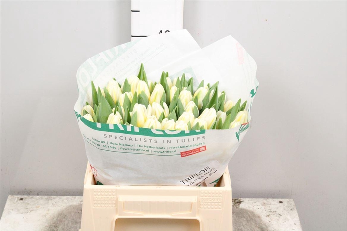 <h4>Tu En Antarctic Flam</h4>