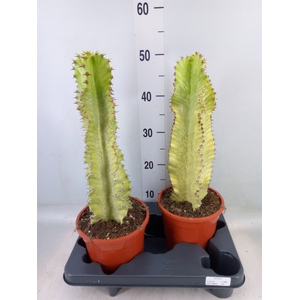Euphorbia ingens 'Variegata'