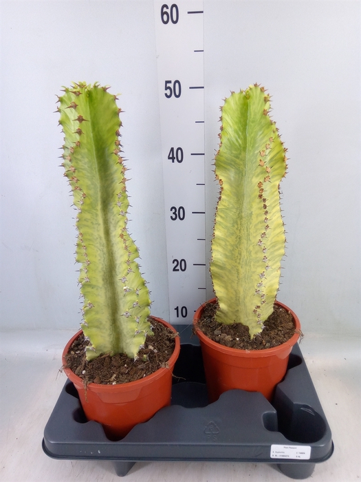 <h4>Euphorbia ingens 'Variegata'</h4>