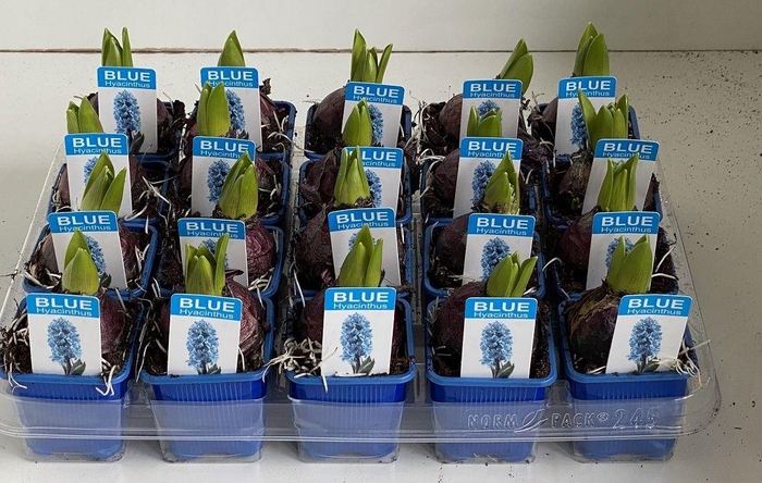 <h4>7 cm Hyacint Blue Star met etiket</h4>