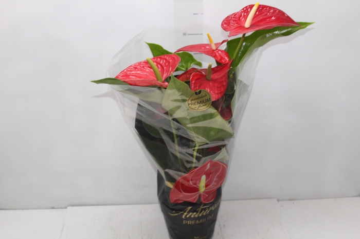 <h4>ANTHURIUM MICHIGAN P17 PREMIUM</h4>