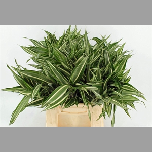 Drac Sand Victory 52cm