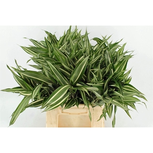 Drac Sand Victory 52cm