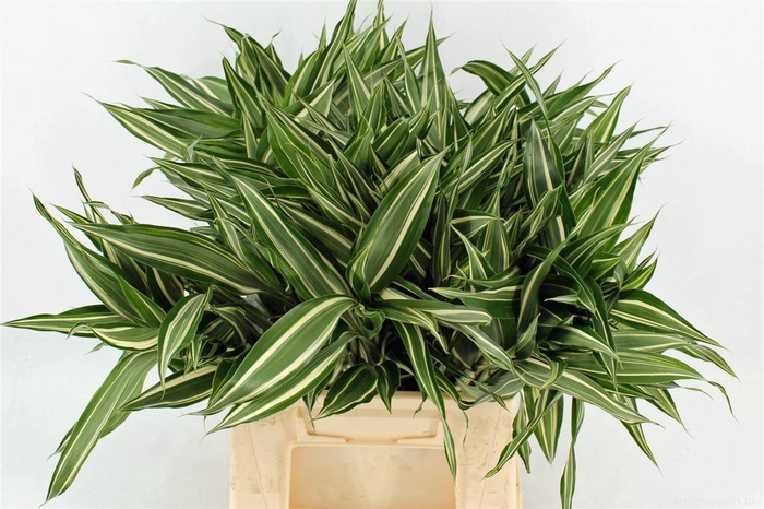 <h4>Drac Sand Victory 52cm</h4>