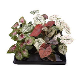CALADIUM BICOLOR-HYBRID P6 MIX