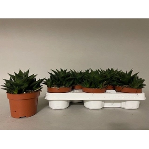 HAWO LIMIFOLIA