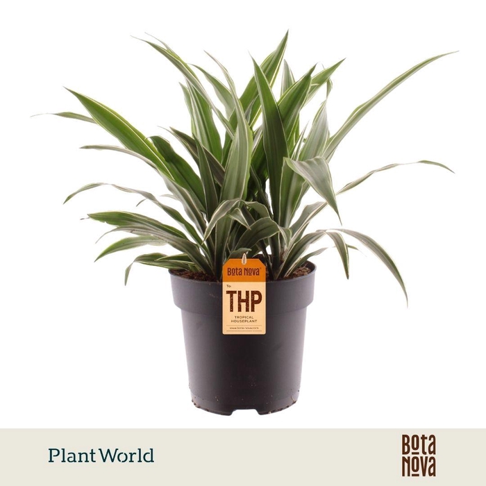<h4>Dracaena Fragrans Warneckei</h4>