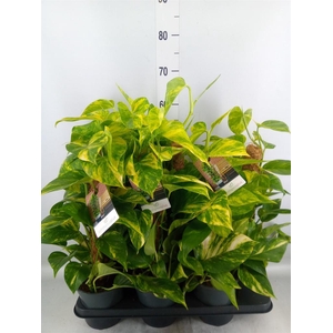 Epipremnum pinn.   ...moss stick