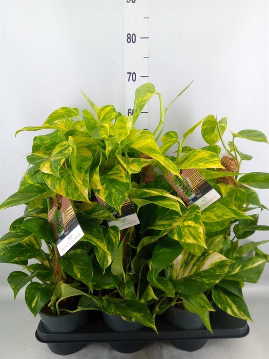 <h4>Epipremnum pinn.   ...moss stick</h4>