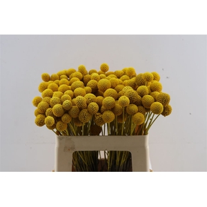 Dried Craspedia Paint Pop Xxl Nat Pst
