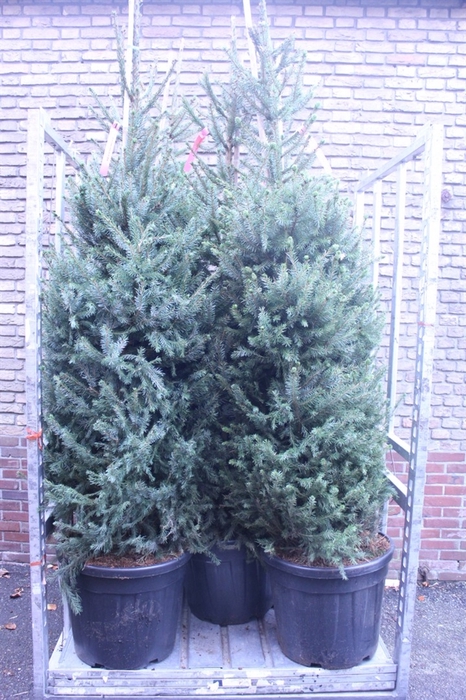 <h4>Picea omorika</h4>