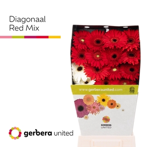 Gerbera Mix Rood Diamond