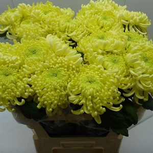 Chr G Vienna Cream