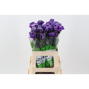 Di St Tinted Lila New