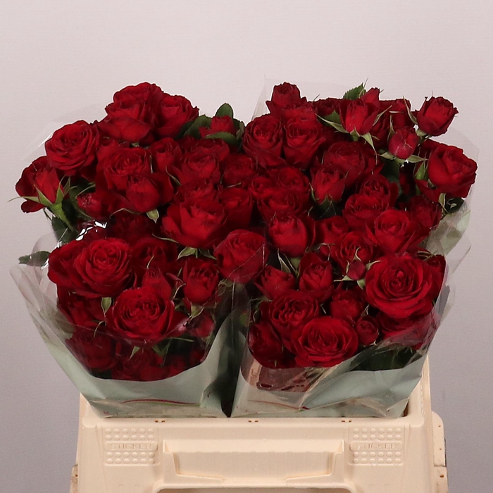 <h4>R TR Red Trendsetter</h4>