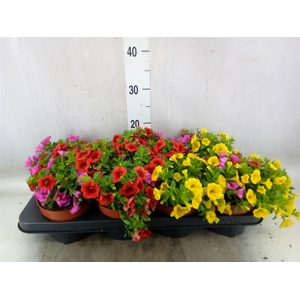 Calibrachoa  'Cabaret MM Candyhous'