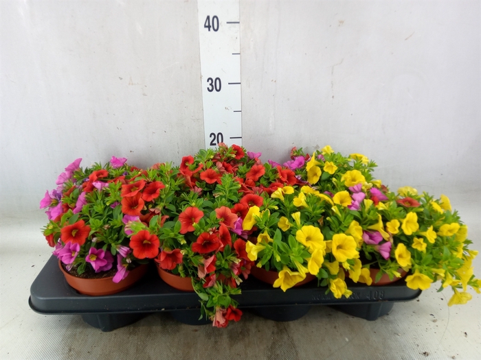 <h4>Calibrachoa  'Cabaret MM Candyhous'</h4>