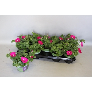 Petunia Sanguna Hot Rose