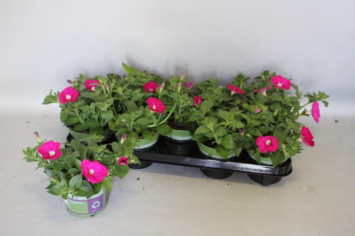 <h4>Petunia Sanguna Hot Rose</h4>