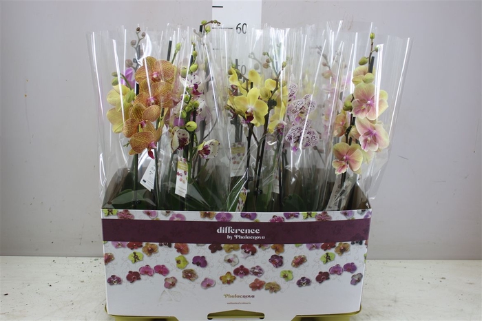 <h4>Phal Gemengd 2 Tak 18+</h4>