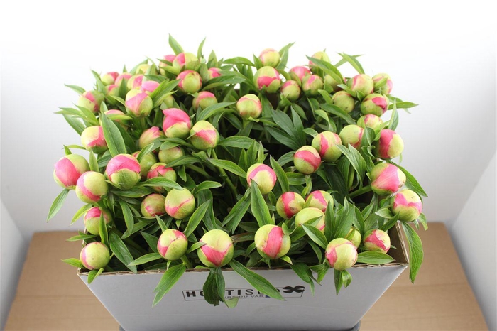 <h4>Paeo L Coral Charm</h4>