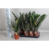 arr8 Clivia Mi