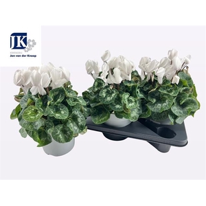 Cyclamen SS Mammoth 17Ø 35cm