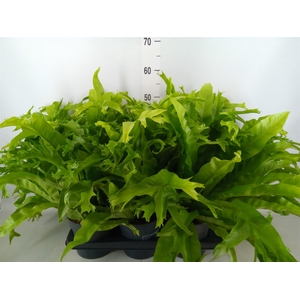 Asplenium nidus 'Crissie'