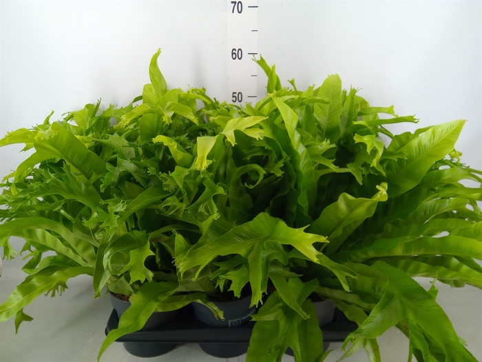 <h4>Asplenium nidus 'Crissie'</h4>