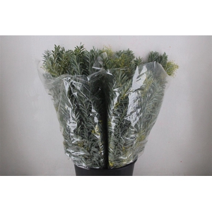 Mimosa Luna D'argento P Bunch