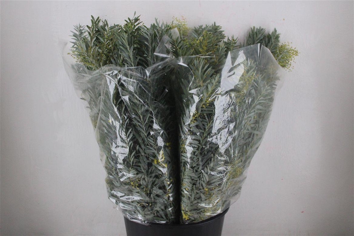 <h4>Mimosa Luna D'argento P Bunch</h4>