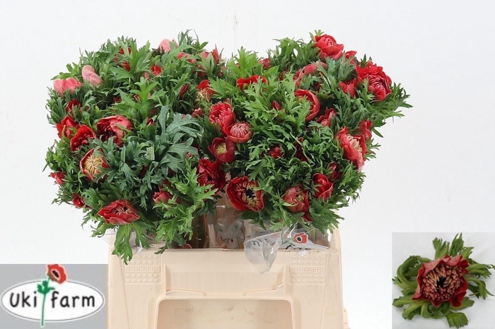 <h4>ANEM CO LEVAN ROSSO</h4>