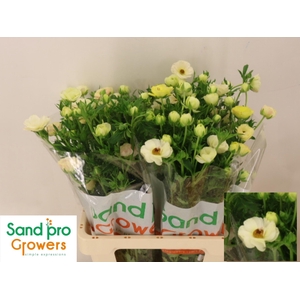 RAN CO MAG MASCARPON