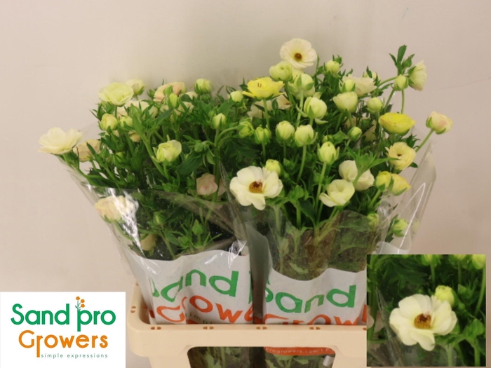 <h4>RAN CO MAG MASCARPON</h4>