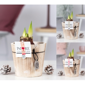 Hipp Gemengd 2 Knop Hout