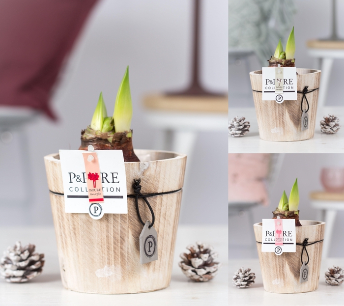 <h4>Hipp Gemengd 2 Knop Hout</h4>