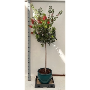 CALLIS CI SPLENDENS