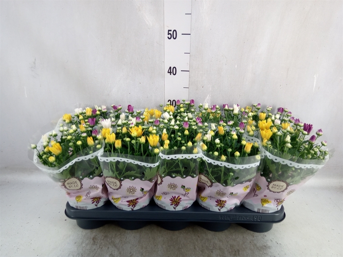 <h4>Chrysanthemum   ..mix/pot</h4>