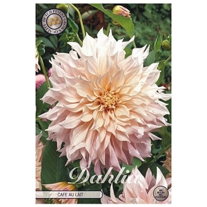 Dahlia Cafe au Lait x1 l