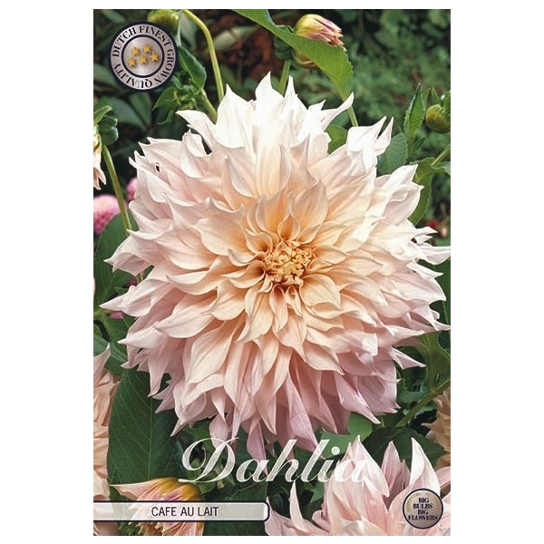 <h4>Dahlia Cafe au Lait x1 l</h4>