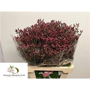 Lim Sin Scarlet Diamond