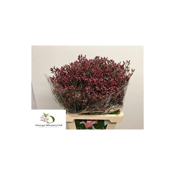 <h4>Lim Sin Scarlet Diamond</h4>